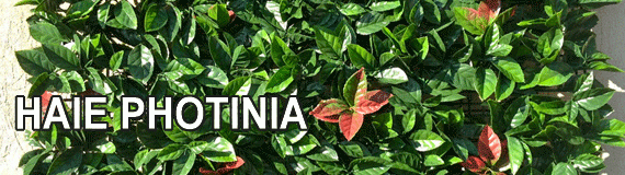 Haie photinia Sainte-Maxime