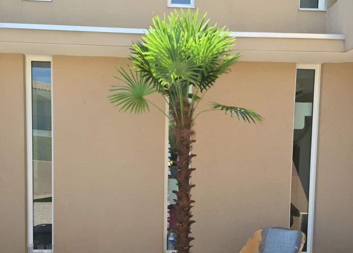 Fournisseur de plantes artificielles Sainte-Maxime