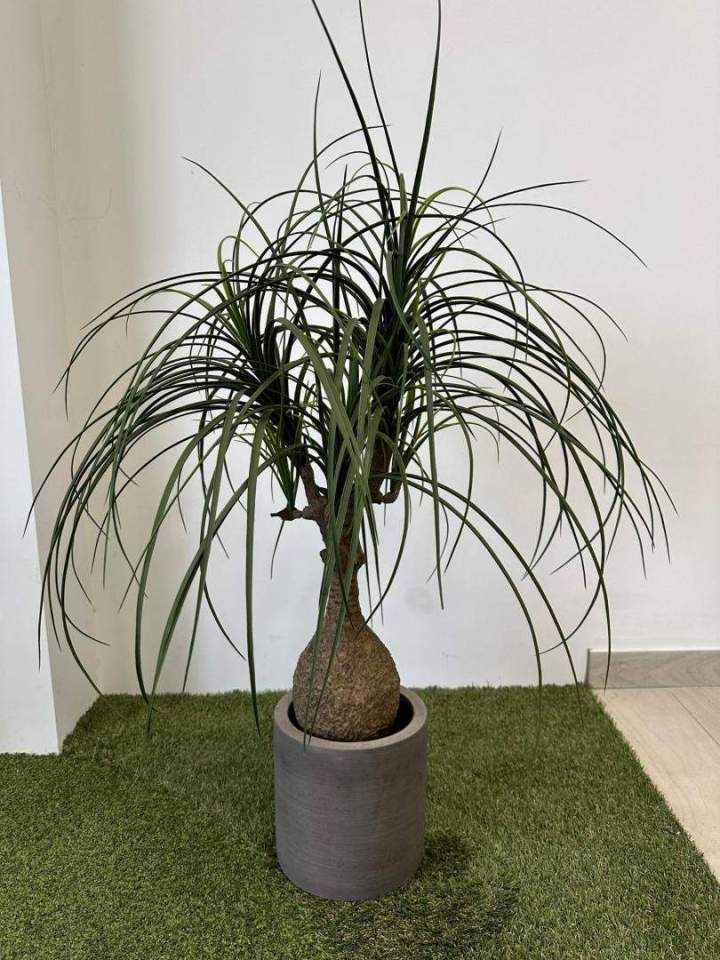 Plantes artificielles Sainte-Maxime