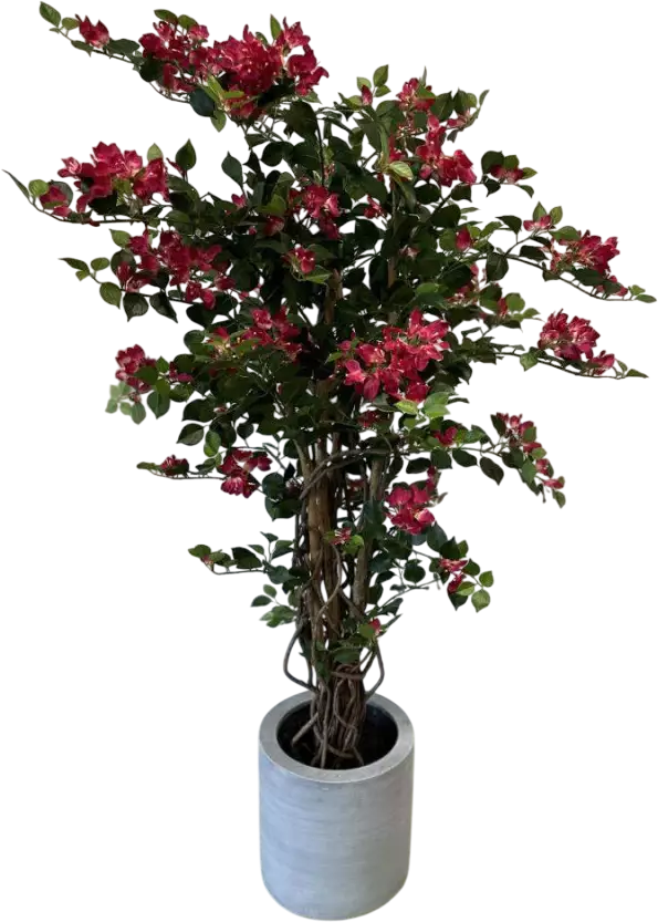 Verdure décorative sans aucun arrosage